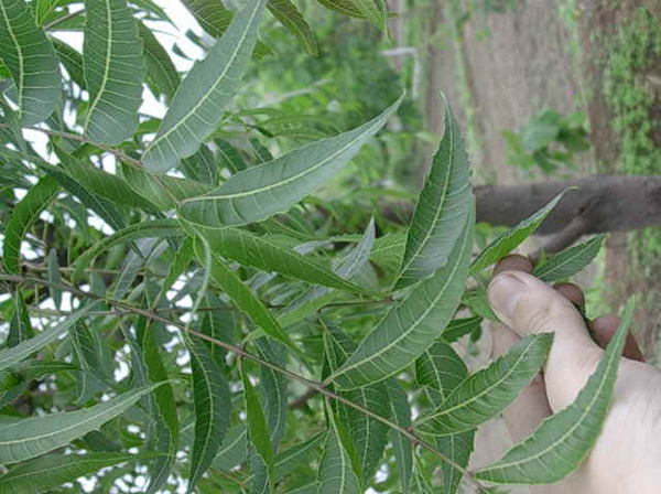 DSCN0300